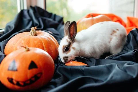 Halloween pumpkin, white rabbit eats a carrot Stock Photos