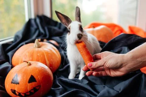 Halloween pumpkin, white rabbit eats a carrot Stock Photos