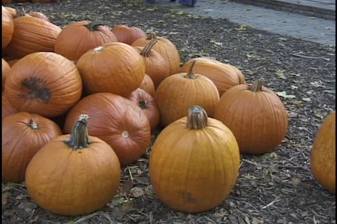Halloween Pumpkins 1 Stock Footage 297659