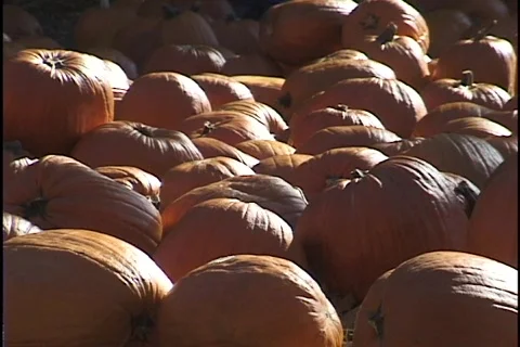Halloween Pumpkins 2 Stock Footage 297661