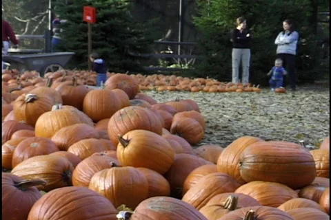 Halloween Pumpkins 3 Stock-Footage 297664