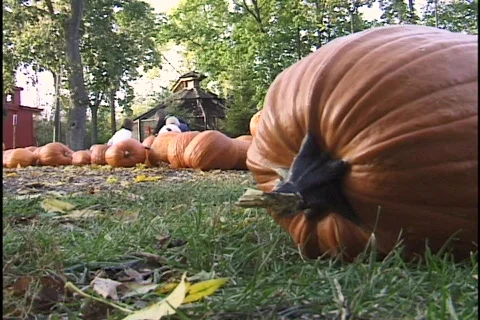 Halloween Pumpkins 4 Stock Footage 297665