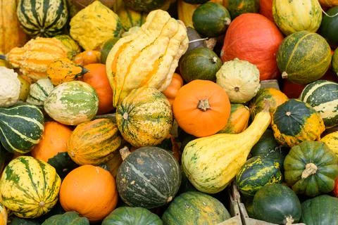 Halloween pumpkins and squashes in different varieties. Halloween decorations Stock Photos