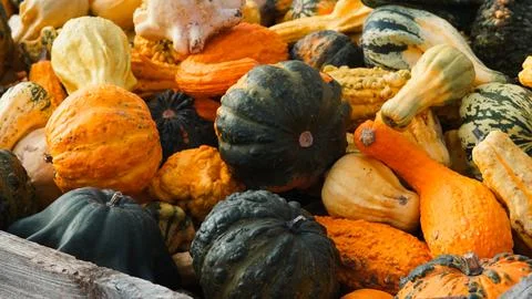 Halloween pumpkins arranged on straw rustic autumn harvest display Stock Photos