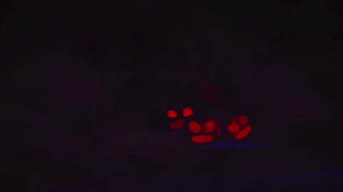 Halloween Pumpkins on black3d illustration. Stock Footage 219596258