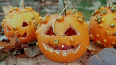 Halloween pumpkins over a tree trunk with autumn decoration Video stock 55849858