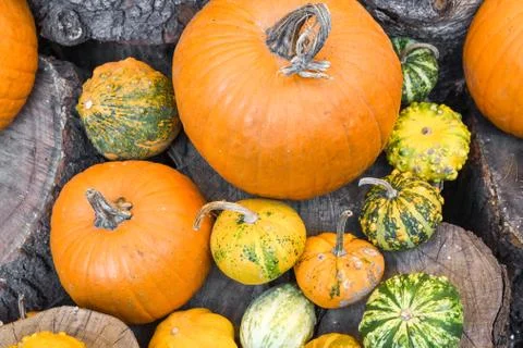 Halloween pumpkins pile or stack mix assortment, during food festival, at the 스톡 사진