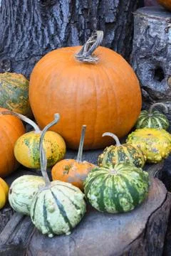 Halloween pumpkins pile or stack mix assortment, during food festival, at the Stock Photos