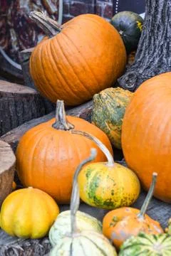 Halloween pumpkins pile or stack mix assortment, during food festival, at the 스톡 사진