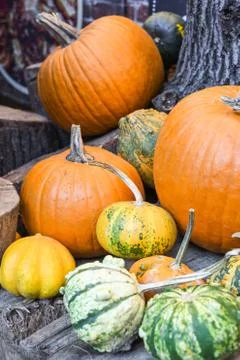 Halloween pumpkins pile or stack mix assortment, during food festival, at the Stock Photos