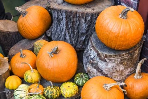 Halloween pumpkins pile or stack mix assortment, during food festival, at the Foto stock