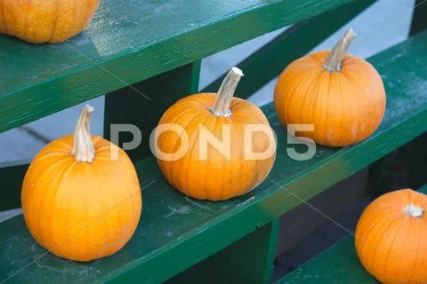 Halloween pumpkins for thanksgiving on green rack at the market Stock Photos