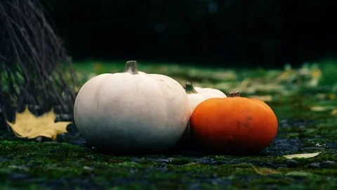 Halloween pumpkins with witch broomstick Stock Footage 255673756