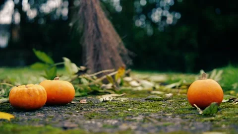 Halloween pumpkins with witch broomstick Stock Footage 255673817