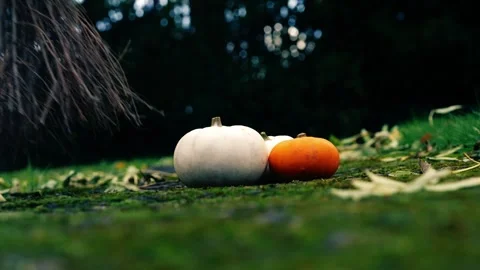 Halloween pumpkins with witch broomstick Stock Footage 256089686