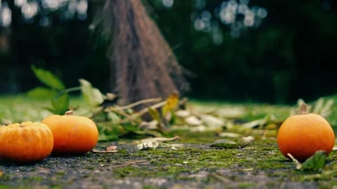 Halloween pumpkins with witch broomstick Stock Footage 257594876