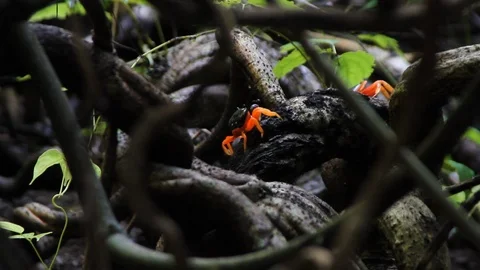 Halloween red crabs 2 Stock Footage 88392919