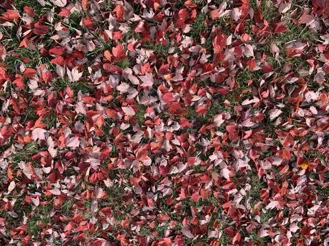 Halloween red leaves on the ground Stock Photos