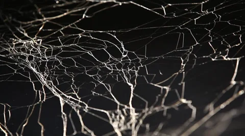 Halloween Scary Spiderweb Stock Footage 35518835