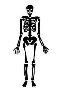 Halloween skeleton vector symbol icon design. Stock Illustration