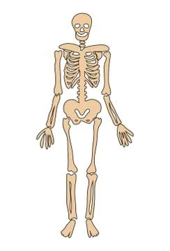 Halloween skeleton vector symbol icon design. Stock Illustration