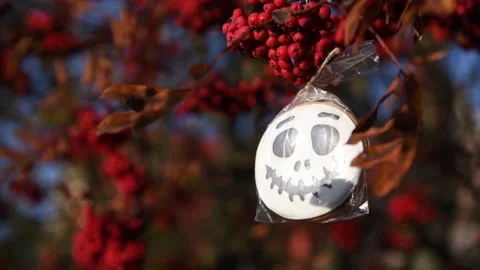 Halloween skull cookie on rowan tree branch Stock Footage 219884577