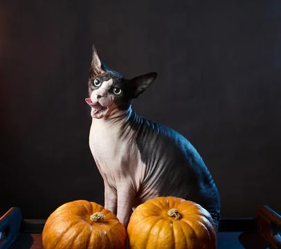 Halloween sphynx cat with pumpkins in dramatic light Stock Photos
