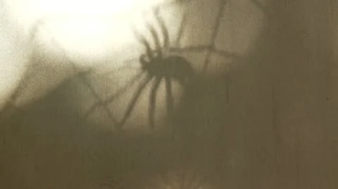 Halloween Spider Background 1 스톡 동영상 20937848