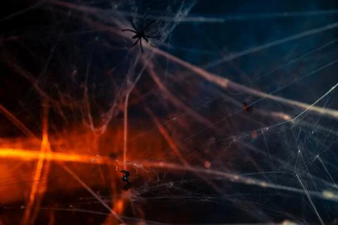 Halloween. spider crawls on the web. Stock Photos