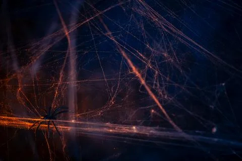 Halloween. spider crawls on the web. Stock Photos