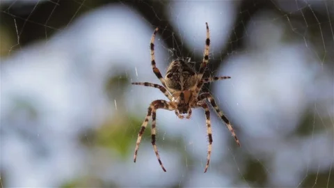 Halloween spider Stock Footage 81271427