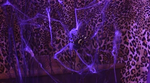 Halloween Spider in Web Vidéo 48845996