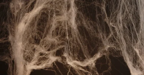 Halloween Spider Web with Soft Shadows on Black Background Stock Footage 318485518