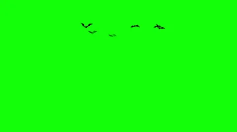 Halloween Swarm of Bats Flying towards Camera (Green Screen / Chroma Key) Stock Footage