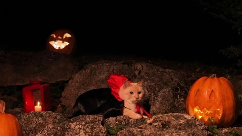Halloween theme, glowing pumpkins in the dark and a cat in a vampire costume Stock Footage 249932504