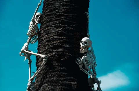 Halloween theme. Pattern with skeleton for Halloween banner. Stock Photos