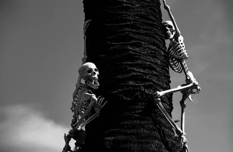 Halloween theme. Pattern with skeleton for Halloween banner. Stock Photos