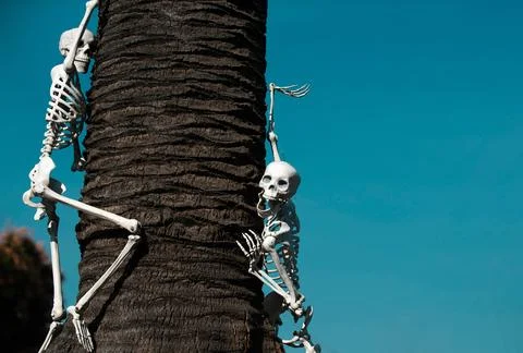 Halloween theme. Pattern with skeleton for Halloween banner. Stock Photos