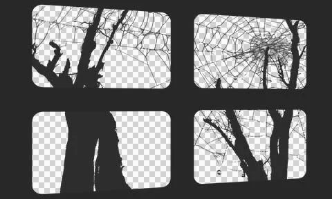 Halloween two bare trees window shadow overlay with spider web and dew drop.. Illustrazione stock