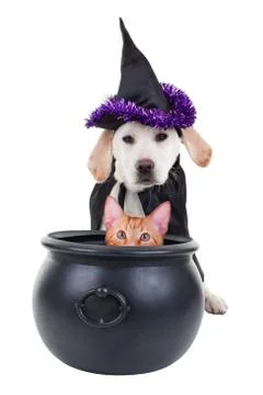 Halloween Witch Stock Photos