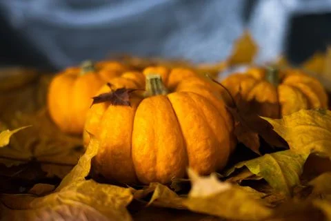 Halloween's holiday attributes Stock Photos