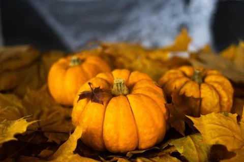 Halloween's holiday attributes Stock Photos