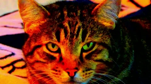 Hallucinations hit as the cat slowly opens his eyes and you stare at each other Видео 146340754