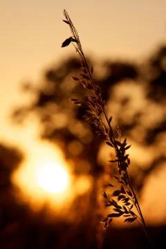 Halm in the evening Stock Photos