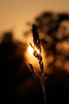 Halm in the sun 스톡 사진