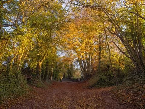 Halnaker Tree Tunnel Stock Photos