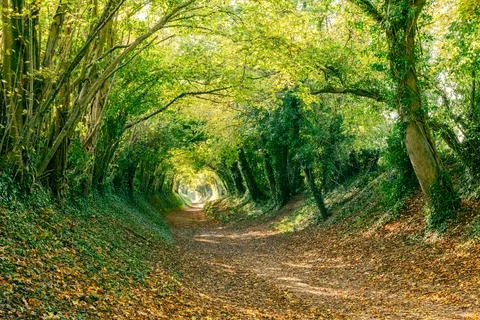 Halnaker Tree Tunnel Stock-Fotos