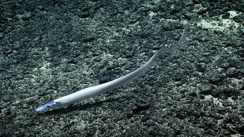 Halosaur Fish Stock Footage 113217102