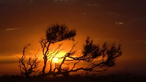 Haloxylon tree on orange sunset background Stock Footage 116432086