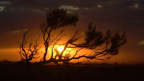 Haloxylon tree on orange sunset background Stock-Footage 116432113